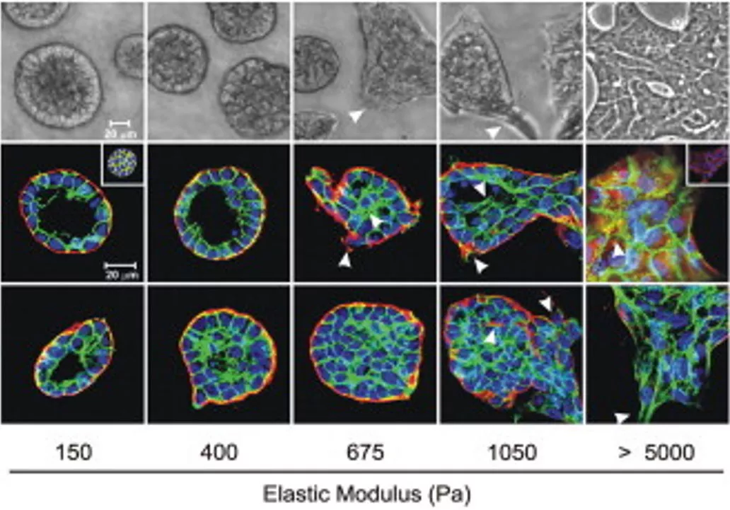 Center for Bioengineering & Tissue Regeneration