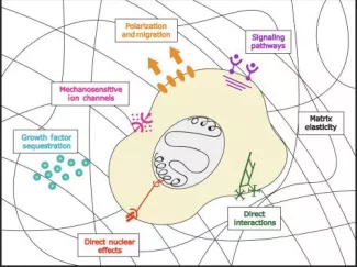 Weaver Lab news