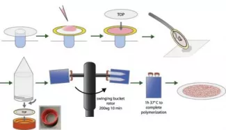 Weaver Lab news story