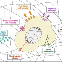 Weaver Lab news